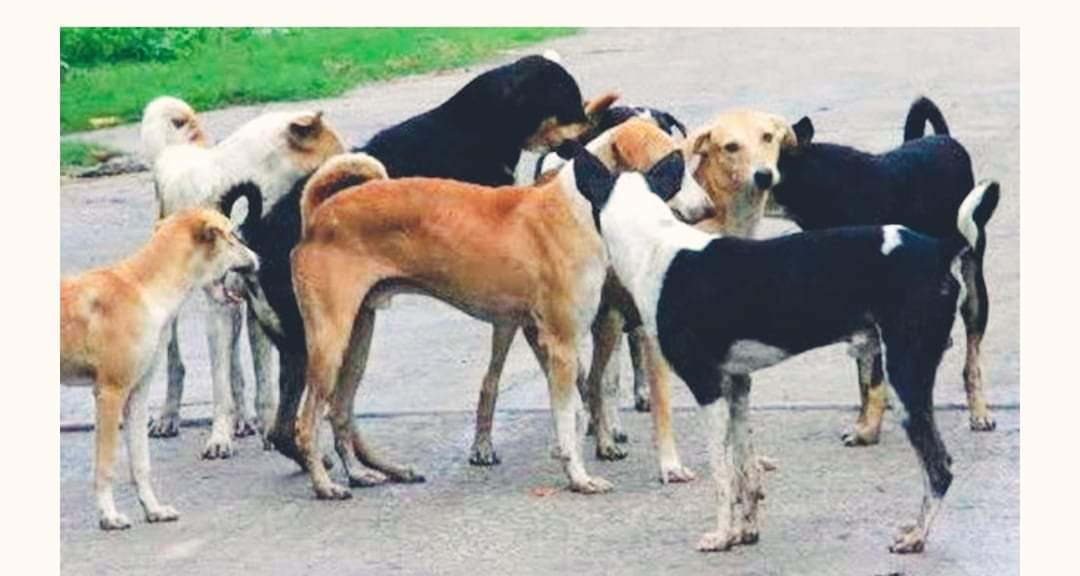 छाडा कुकुर नियन्त्रण गर्न बन्ध्याकरण र रेबिजविरुद्धको भ्याक्सिन