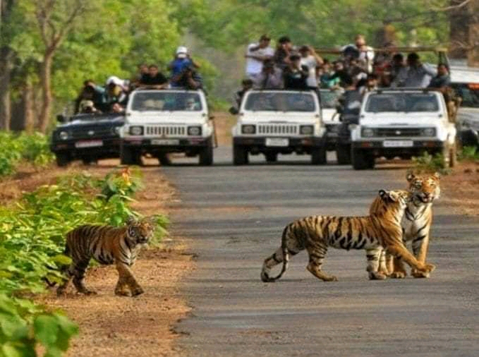 बर्दिया निकुञ्ज र बाँके निकुञ्जमा बाघको गणना बुधबारदेखि बाघ हेर्न पर्यटकहरु निकुञ्जमा