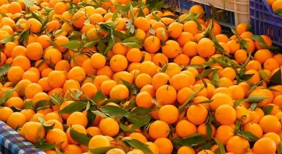 कास्कीमा सुन्तलाको लहर