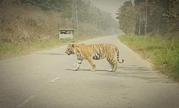 बाँकेमा बाघको त्रासमा राप्ती सोनारीवासी