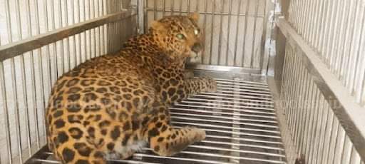 पासोमा परेको पोथी चितुवाको उद्धार