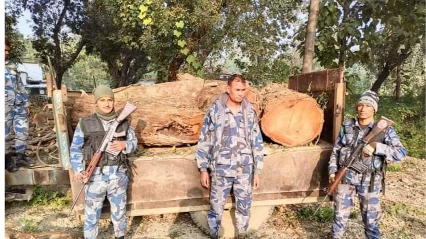 सशस्त्र प्रहरी बिओपी जमुनाहले अबैध काठको गोलिया पक्राउ