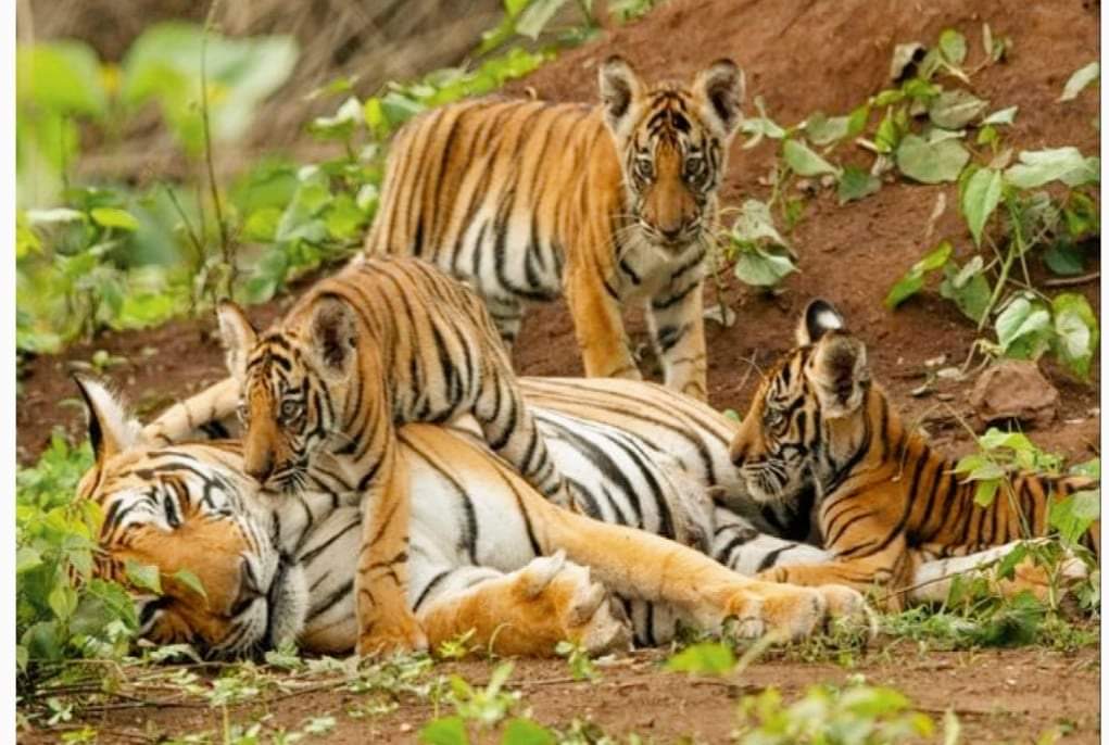 राष्ट्रिय निकुञ्जहरुमा आईतबारदेखि राष्ट्रिय बाघ सर्वेक्षण गणना सुरु हुँदै