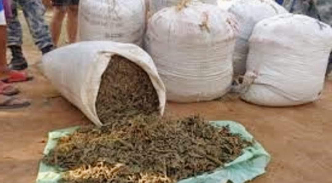 सशस्त्र प्रहरीले एक क्विन्टल गाँजासहित ३ जना पक्राउ