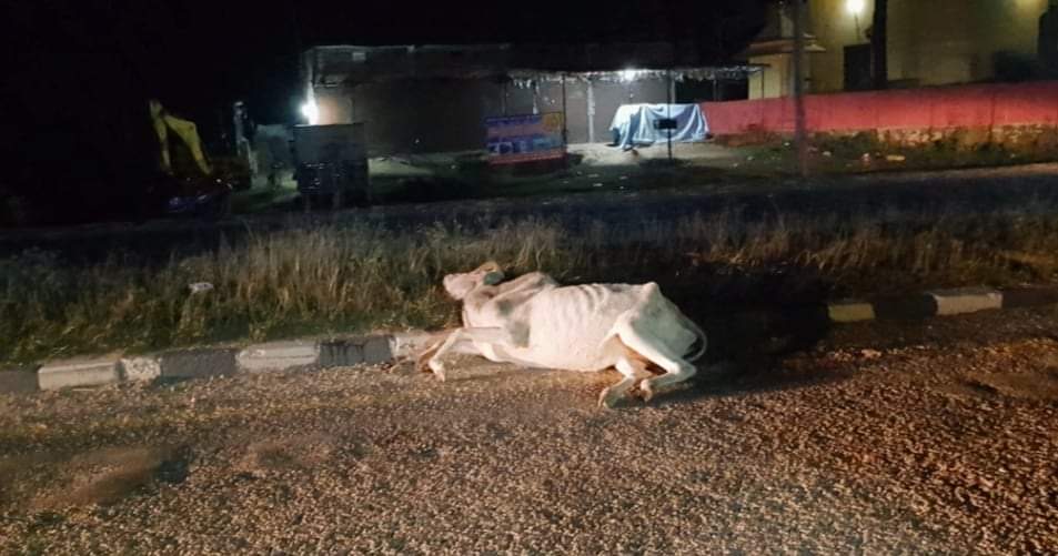 नेपालगन्जमा बस र गोरुसँग ठोक्किदा गोरुको मृत्यु