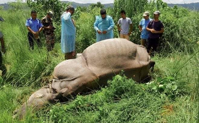 चितवनमा एक गैँडा मृत फेला