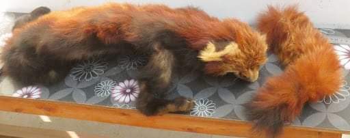 रेड पाण्डाको छालासहित सेना र प्रहरीसहित ३ जना पक्राउ