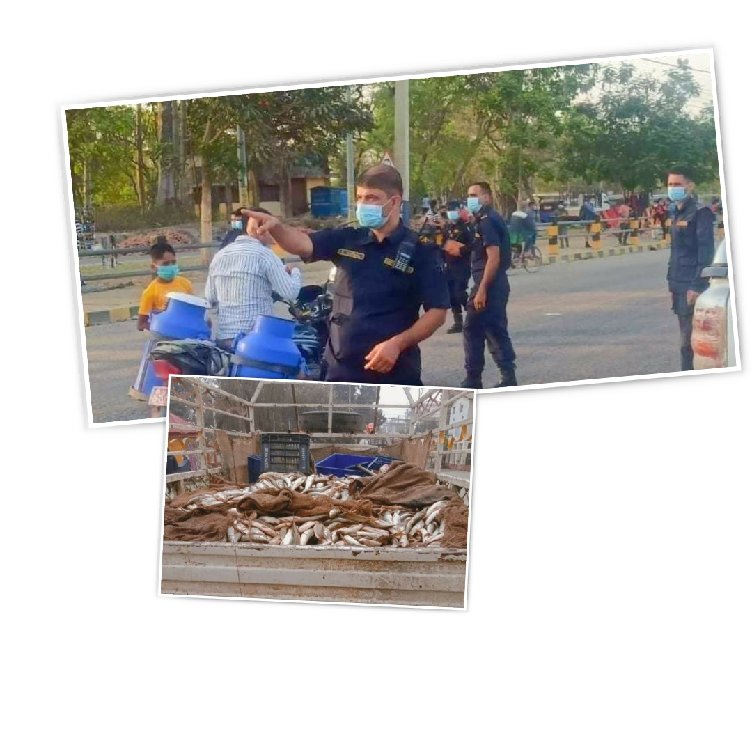 कोहलपुर डिएसपी रबिन्द्र खनाल एक्सनमा नेपालमा प्रतिबन्धित माछा ठुलो संख्यामा बरामद
