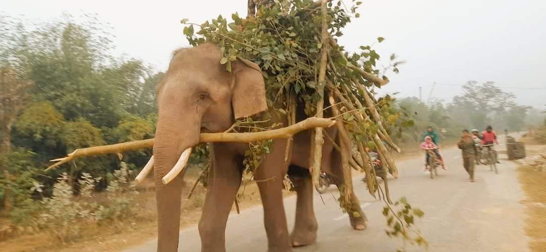 मान्छे खाने बाघको खोजी नाट्किय सैलीमा स्थगित बाँके निकुञ्जको बजेट सक्ने काम स्थानीयको आरोप