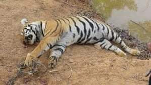 नवलपरासीको बर्दघाटमा  पाटेबाघ मृत फेला