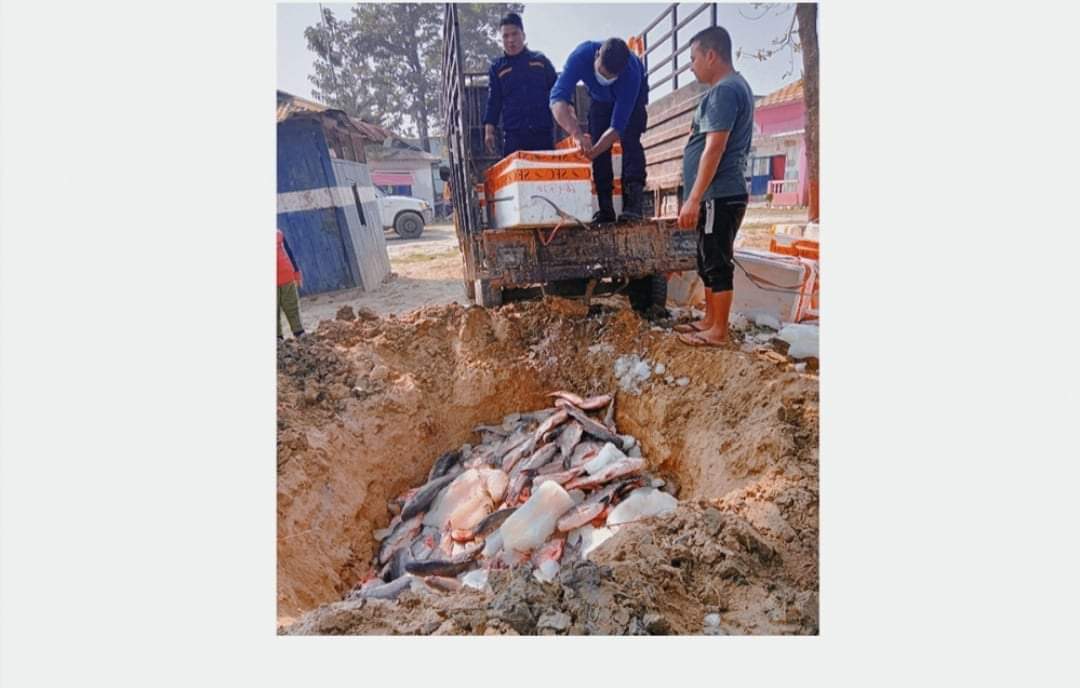 खुला सिमानाबाट माछा तस्करी प्रहरीले पक्राउ गरि माछा नष्ट गर्दै