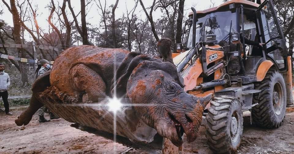 चितवनमा नालीमा परेर गैंडाको मृत्यु