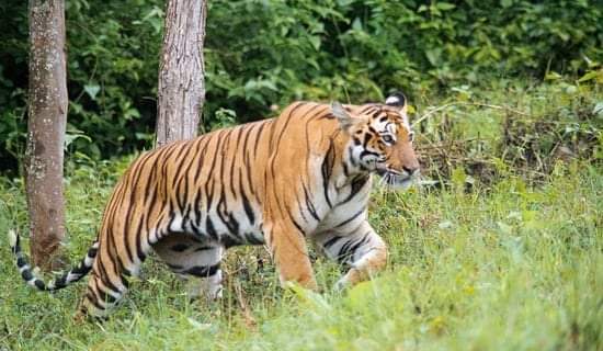 बाघ नियन्त्रणका लागि चितवन राष्ट्रिय निकुञ्जको टोली परिचालन