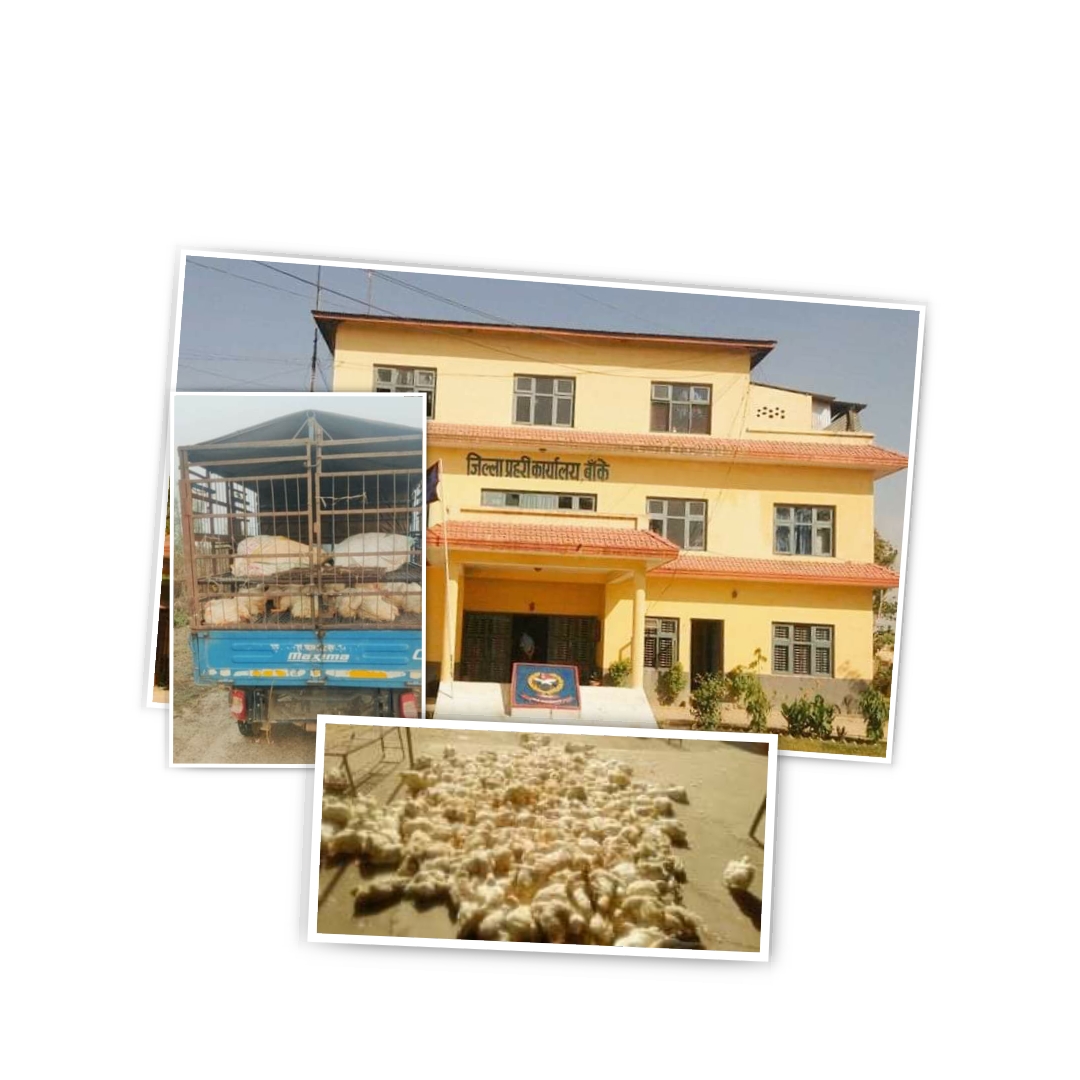 बाँके प्रहरीले नरैनापुरबाट अवैध १२ क्विन्टल कुखुरासहित ट्रक पक्राउ