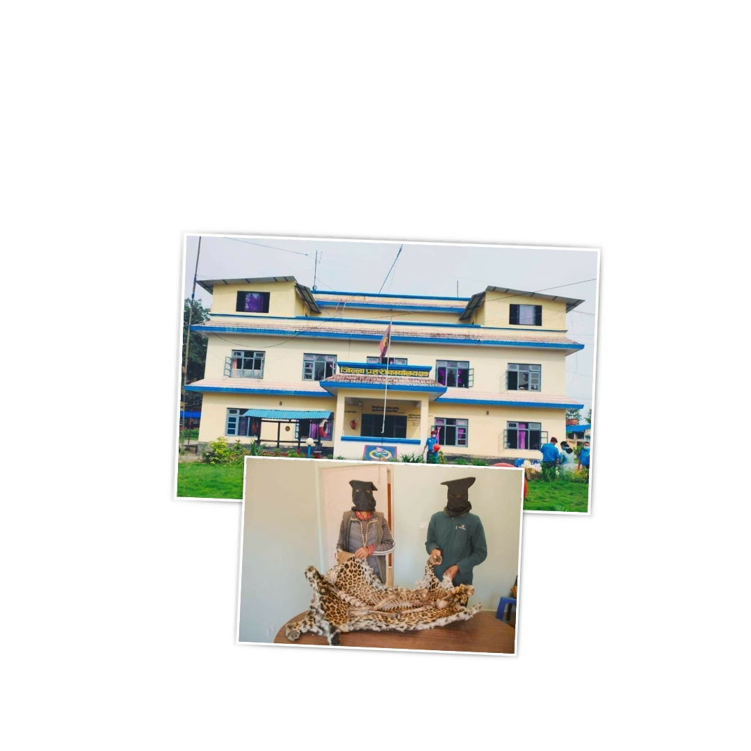 दाङ प्रहरीले चितुवाको छालासहित २ जना लमहीबाट पक्राउ