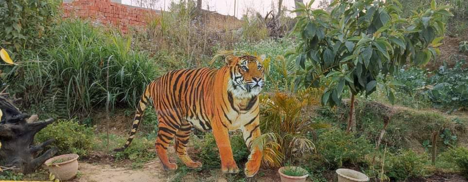 फेरी बाघले मान्छे खायो बाँके राष्ट्रिय निकुञ्जले बाघ पक्राउ गर्ने नाटक गर्दै बजेट सक्दै