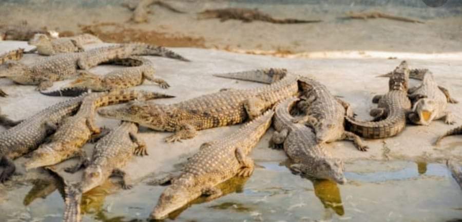 चितवन राष्ट्रिय निकुञ्जले राप्ती नदिमा २० वटा गोही छाडिय