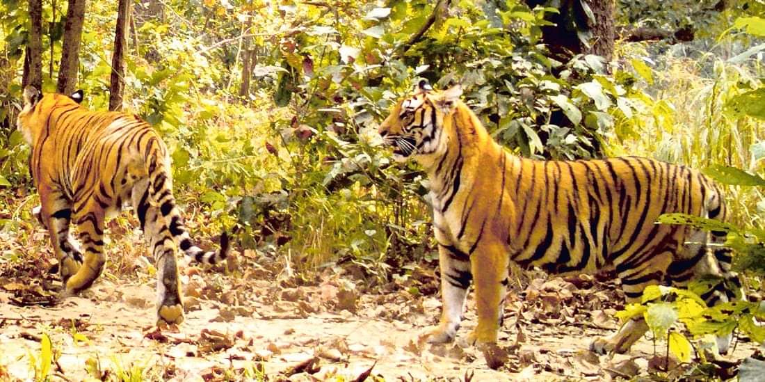 बाँकेमा फेरी २ वटा पाटेबाघ देखियो स्थानियबासीहरु त्रसित हुँदै निकुञ्ज मौन