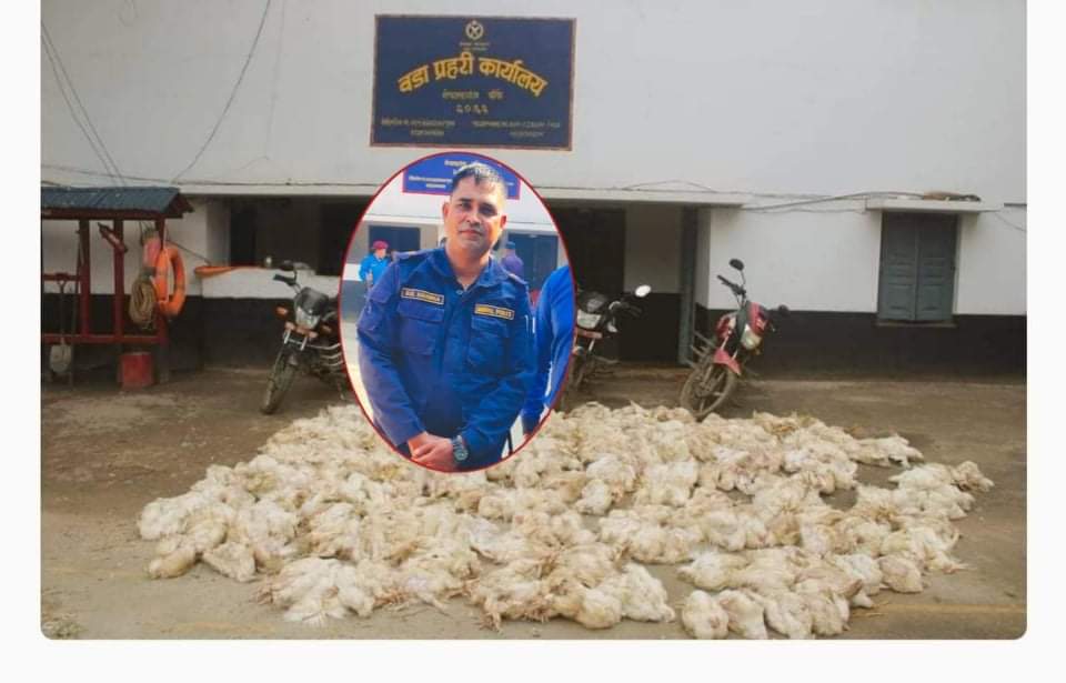 वडा प्रहरी निरीक्षक खड्काको कमान्डमा ठूलो परिमाणमा ब्रोइलर कुखुरासहित ३ जना पक्राउ