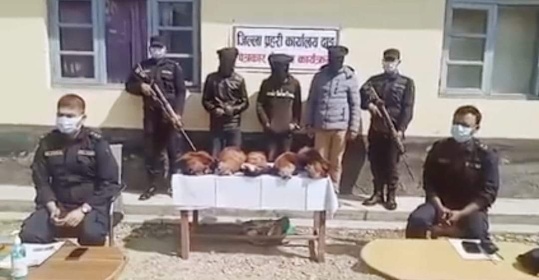 दाङ प्रहरीले प्रतिबन्धित वन्यजन्तु रेडपान्डाको छालासहित ३ जना पक्राउ