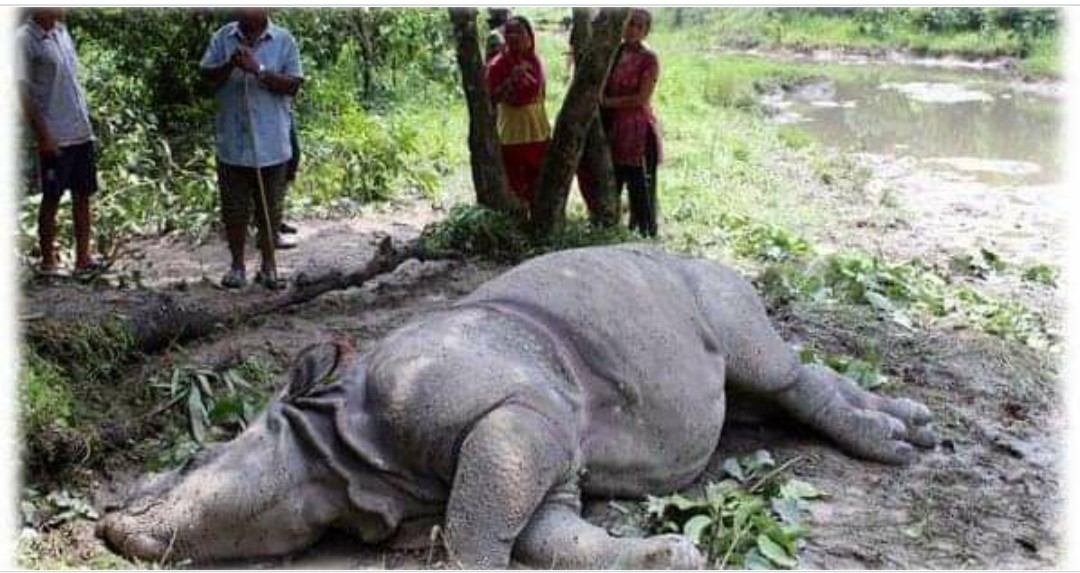 दुलर्भ एक सिङ्गे गैंडा मृत अवस्थामा फेला