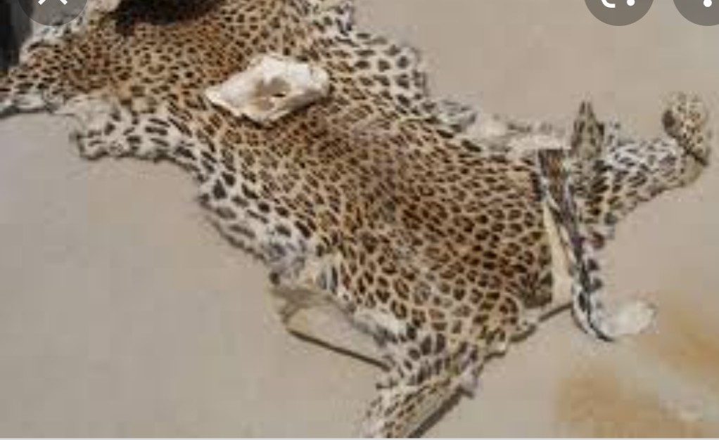 ललितपुरको पुल्चोकबाट चितुवाको छालासहित एकजना पक्राउ