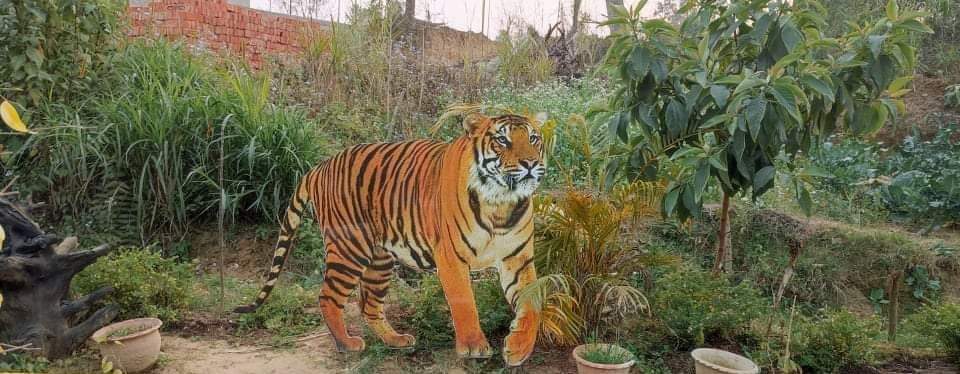 बाँकेमा ५ जनाको ज्यान लिने नरभक्षी पाटेबाघ चितवन राष्ट्रिय निकुञ्जमा ल्याइयो