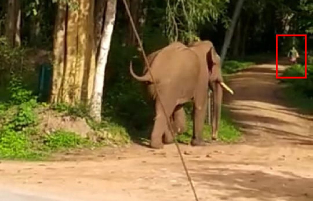 हात्तीको आक्रमणबाट एक जनाको मृत्यु