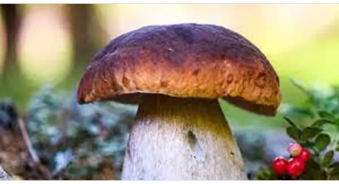 च्याउ खाँदा १३ जनाको मृत्यु