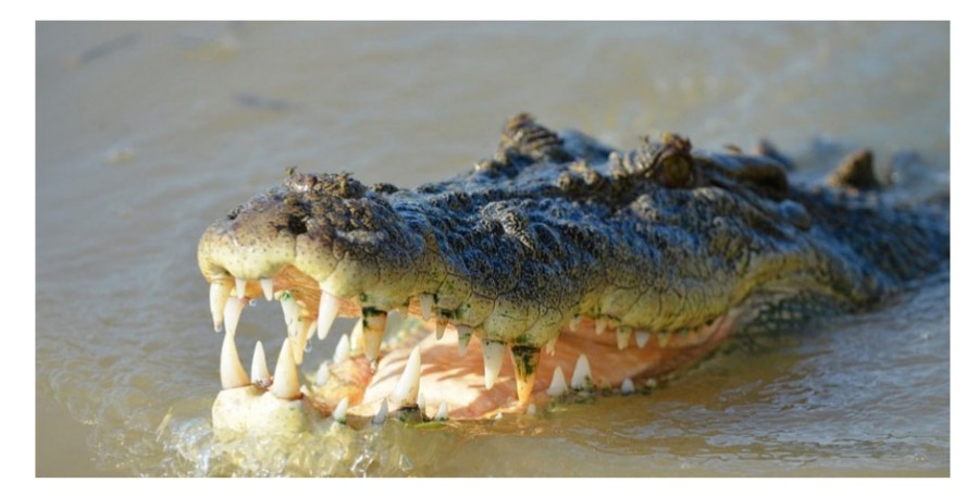 छ जनालाई गोहीले खायो