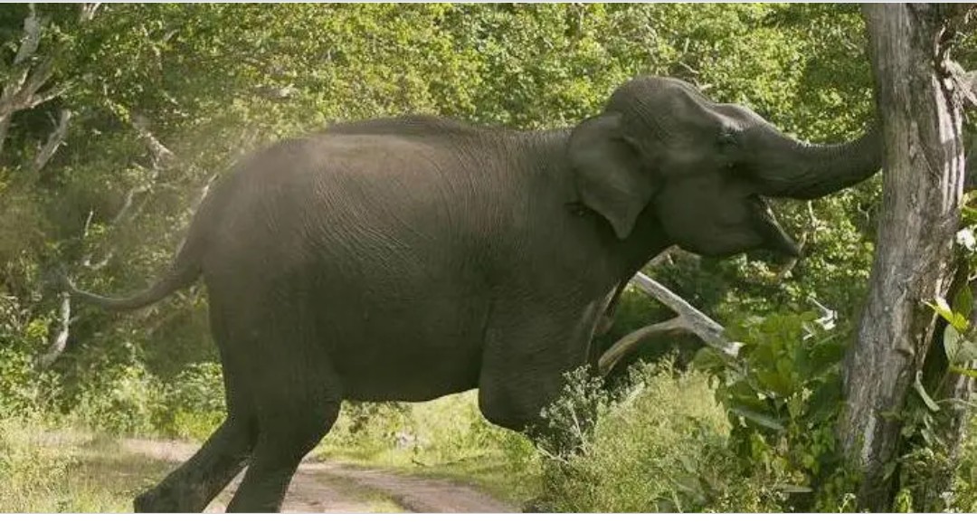 जंगली हात्तीको बथानबाट जोगाउन साइरन  जडान