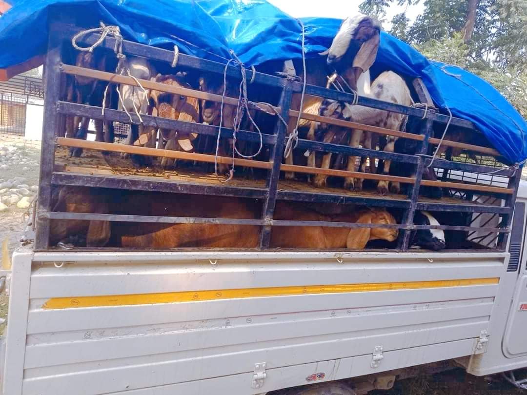 बर्दिया प्रहरीले ७ लाख बराबरको अबैध खशी बोका पिकप भ्यान सहित १ जना