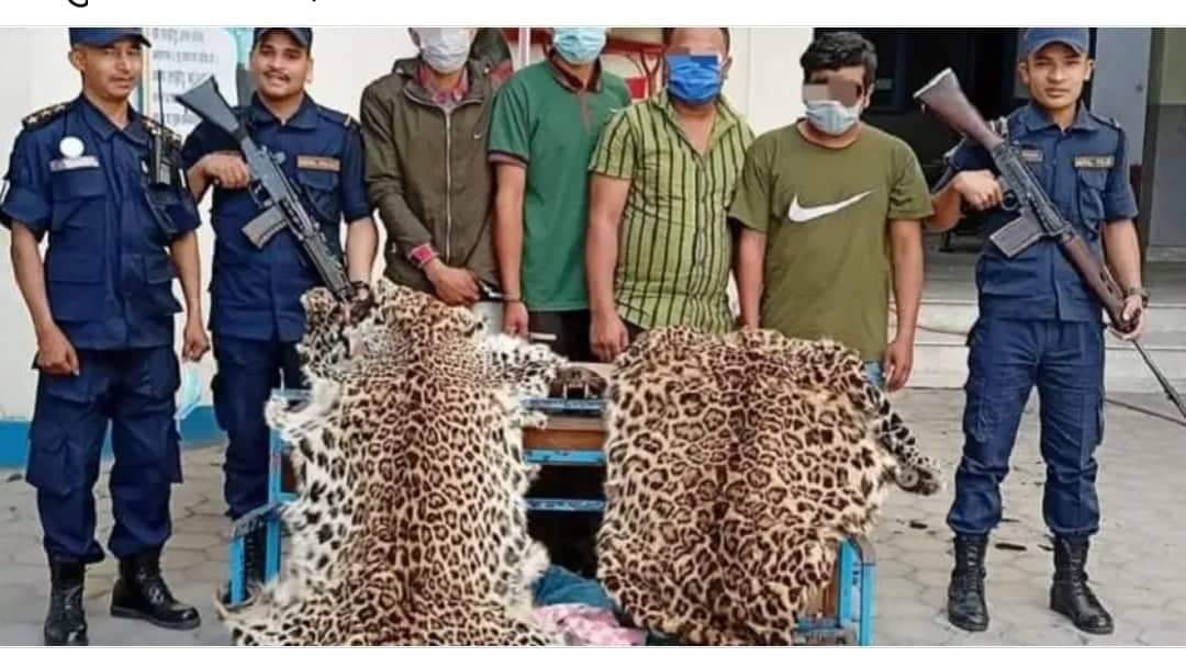 चितुवाको छालासहित ४ जनालाई पक्राउ