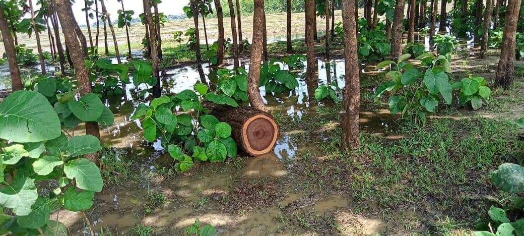 निरन्तर समाचार पछी कपिलवस्तुमा तस्करले लुकाई राखेको काठ प्रहरीद्वारा बरामद