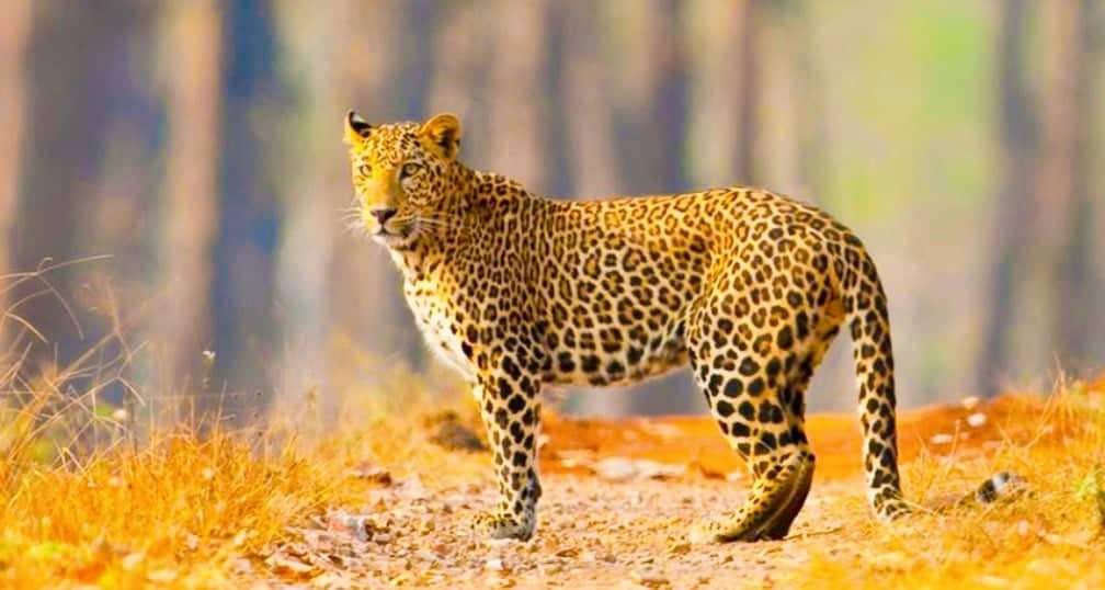 तनहुँमा चितुवाको आक्रमणबाट ८ वर्षीया बालिका बाँच्न सफल यसरी भइन्