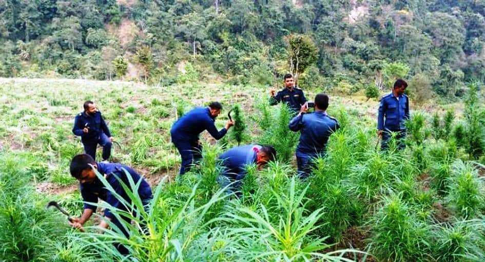 जनप्रतिनिधिहरुले गर्नुपर्ने काम प्रहरीले गाँजा नष्ट गर्दै हरेक काममा प्रहरी किन ?