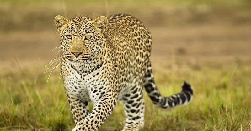 चितुवाको आक्रमणबाट २ जना घाइते