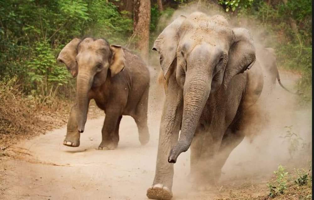टीकापुरमा हात्तीको आक्रमणबाट एक जना महिलाको मृत्यु