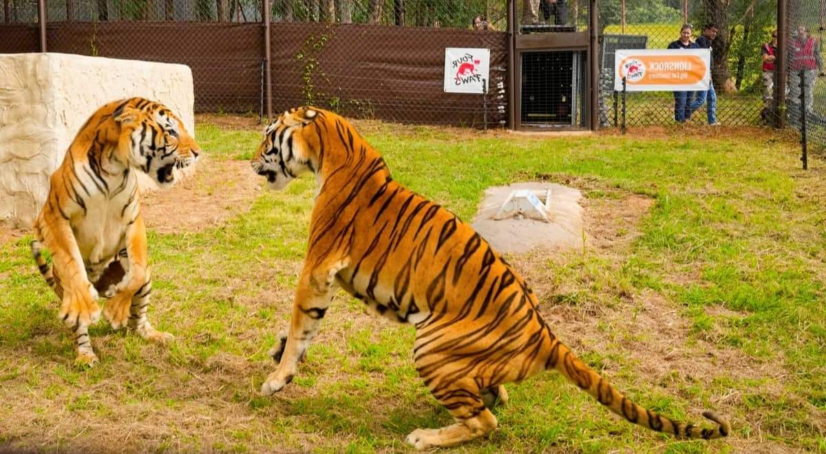 चितवन राष्ट्रिय निकुञ्ज क्षेत्रमा बाघको गतिविधि यहाँका खोरहरु भरिए
