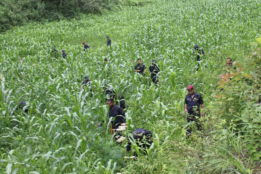 सुर्खेतमा ४ दिनदेखि हराइएकी एक बालिकाको मकै बारीमा शव फेला