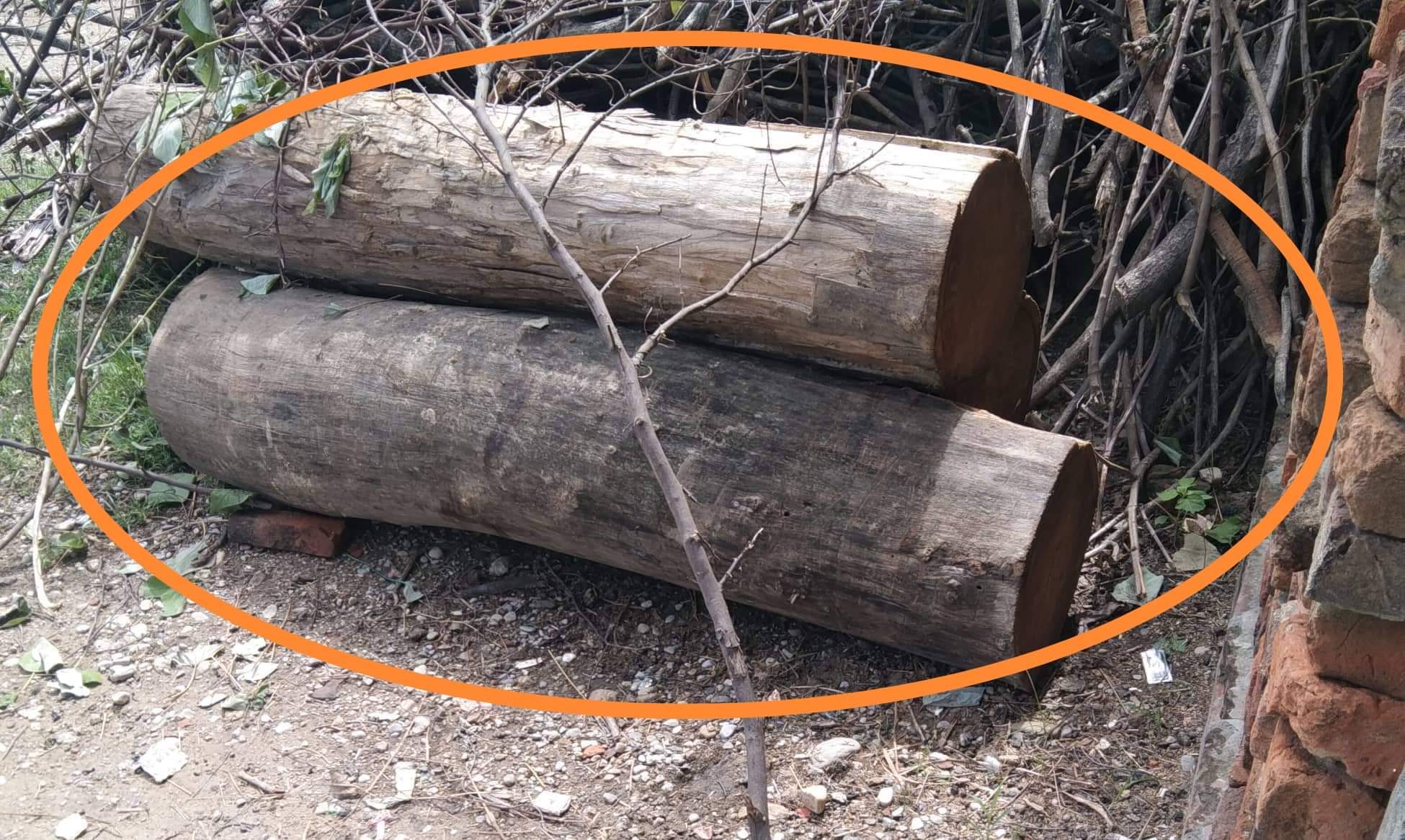 बहादुरगन्ज प्रहरी इन्चार्जको मिलोमतोमा रातभर काठ तस्करी डिआईजी नल किन मौन?