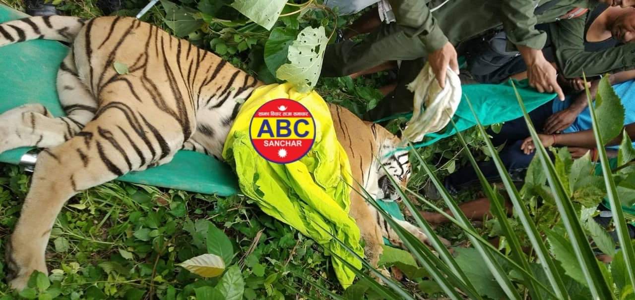 सल्यानको गाउँमा आतंक मच्चाउने पाटे बाघ सेना र प्रहरीको नियन्त्रणमा