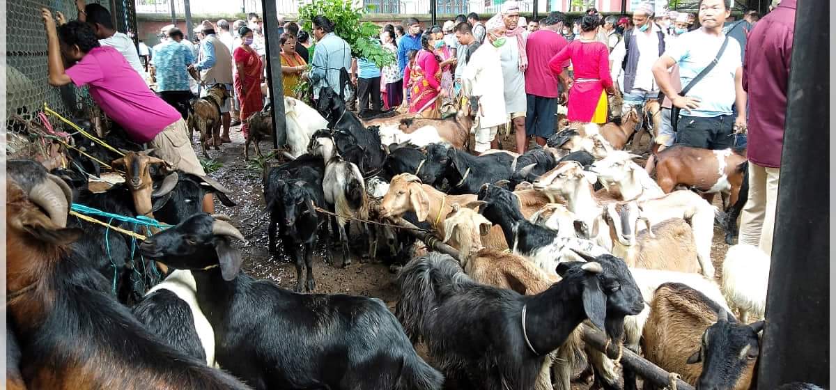 काठमाडौं महानगरले १५ दिनभित्र कलंकीको खसीबजार हटाउन निर्देशन