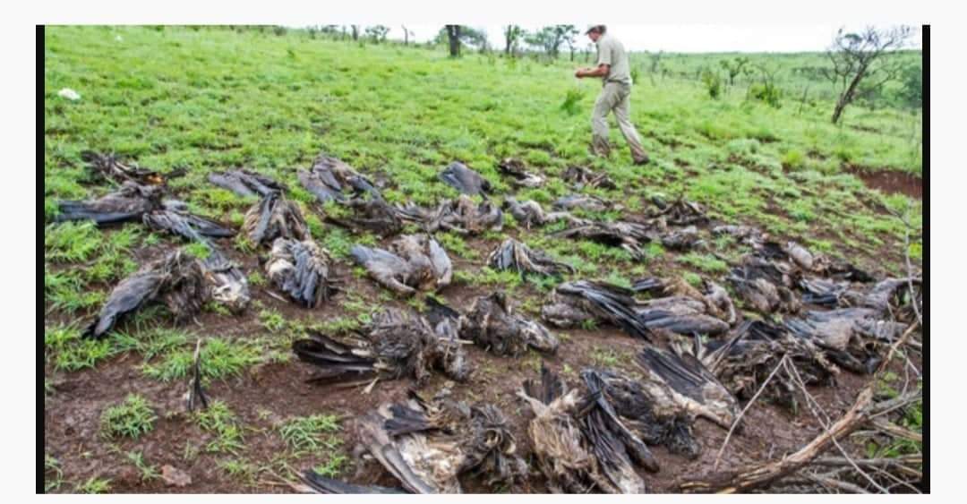 विषाक्त मासु खाएका कारण ५० वटा गिद्धहरु मृत फेला