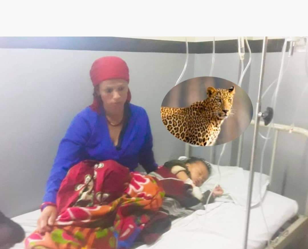 चितुवाको मुखबाट आफ्नो छोरा खोसिन यी साहासी आमाले