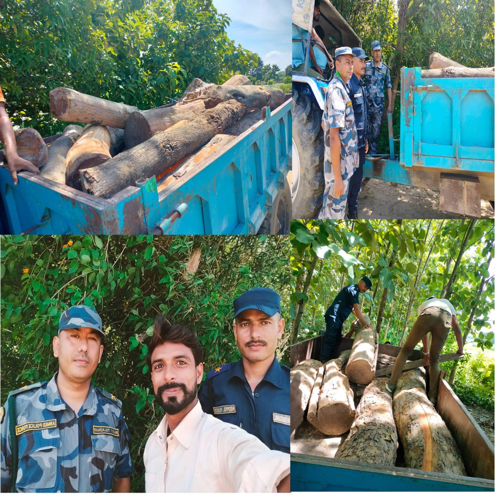 सशस्त्र प्रहरी सीमा बल र नेपाल प्रहरी बन कर्मचारीद्वारा काठ पक्राउ