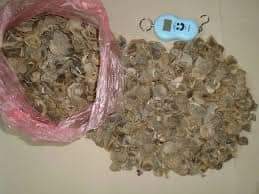 दुर्लभ वन्यजन्तु सालकको खपेटा सहित एक जना पक्राउ