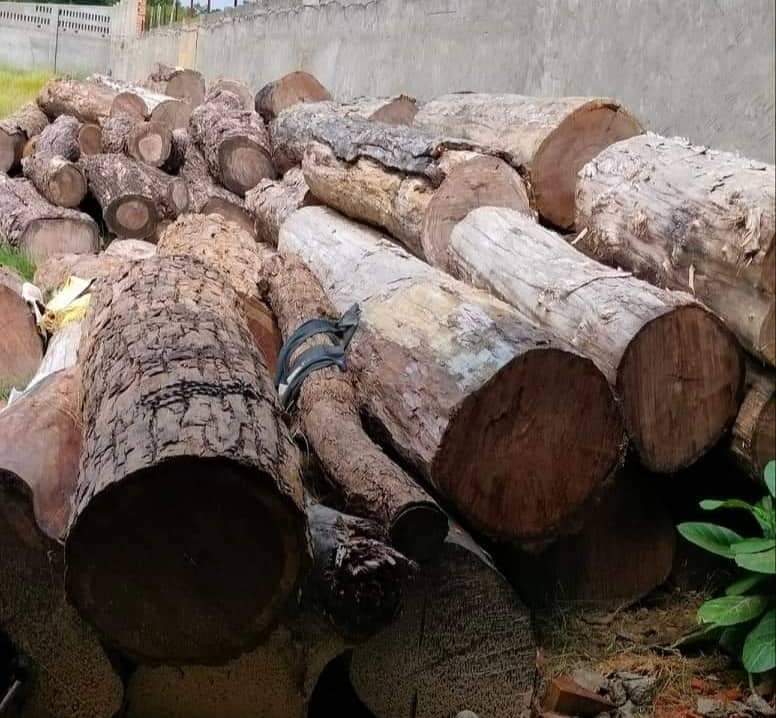 कपिलवस्तु एसपी प्रेम बस्नेतको एक्सन मिलमा लुकाएर राखेको लाखौंको काठ पक्राउ