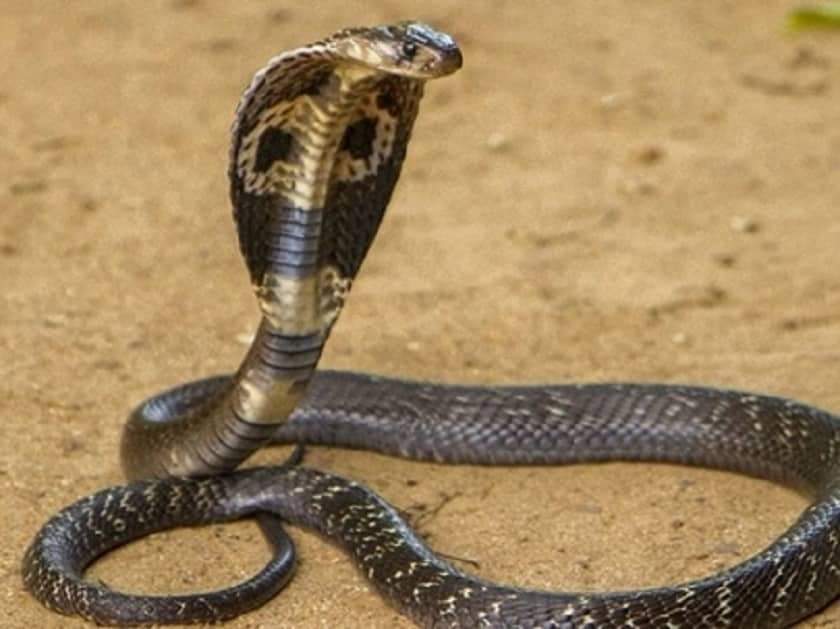 सर्पले टोकेर दाईको मृत्यु अन्त्येष्टीमा जाँदा भाईको पनि सर्पले नै टोकेर मृत्यु