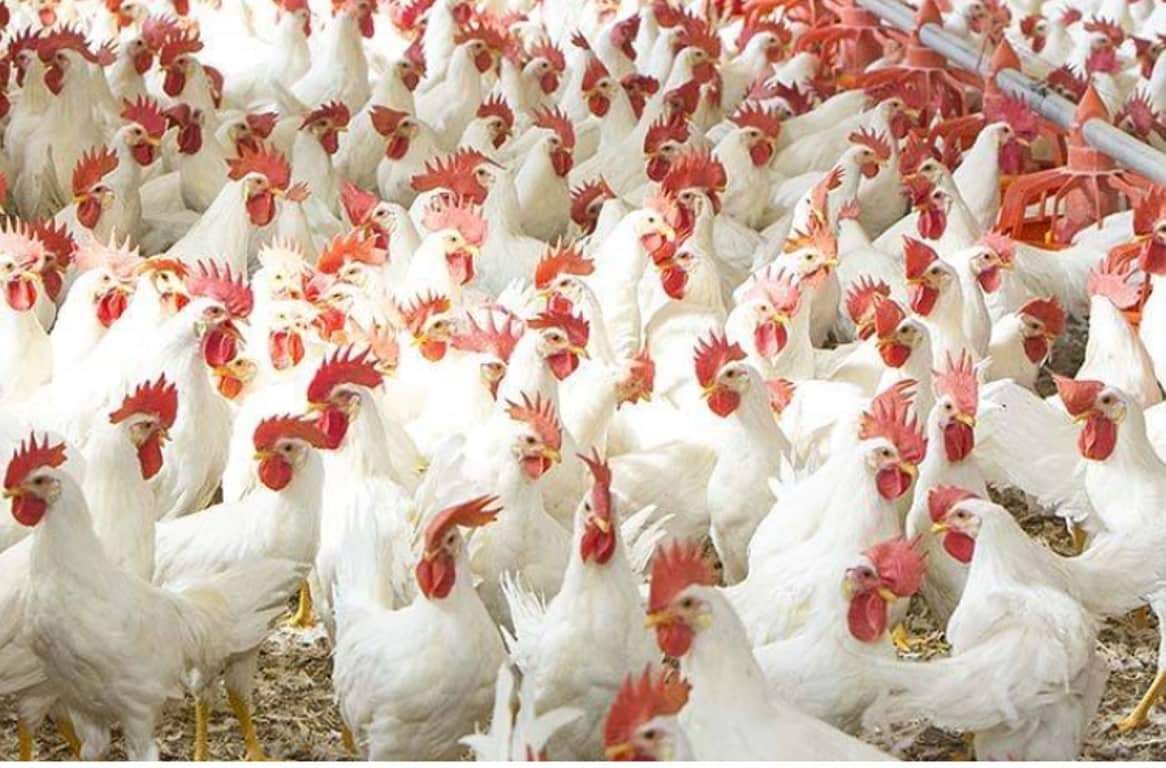 बर्ड-फ्लू पीडित किसानलाई राहत उपलब्ध गराउने सरकारले बाटो खुलेयो किसान खुशी